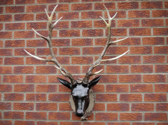 Large Stag Head - Image 5