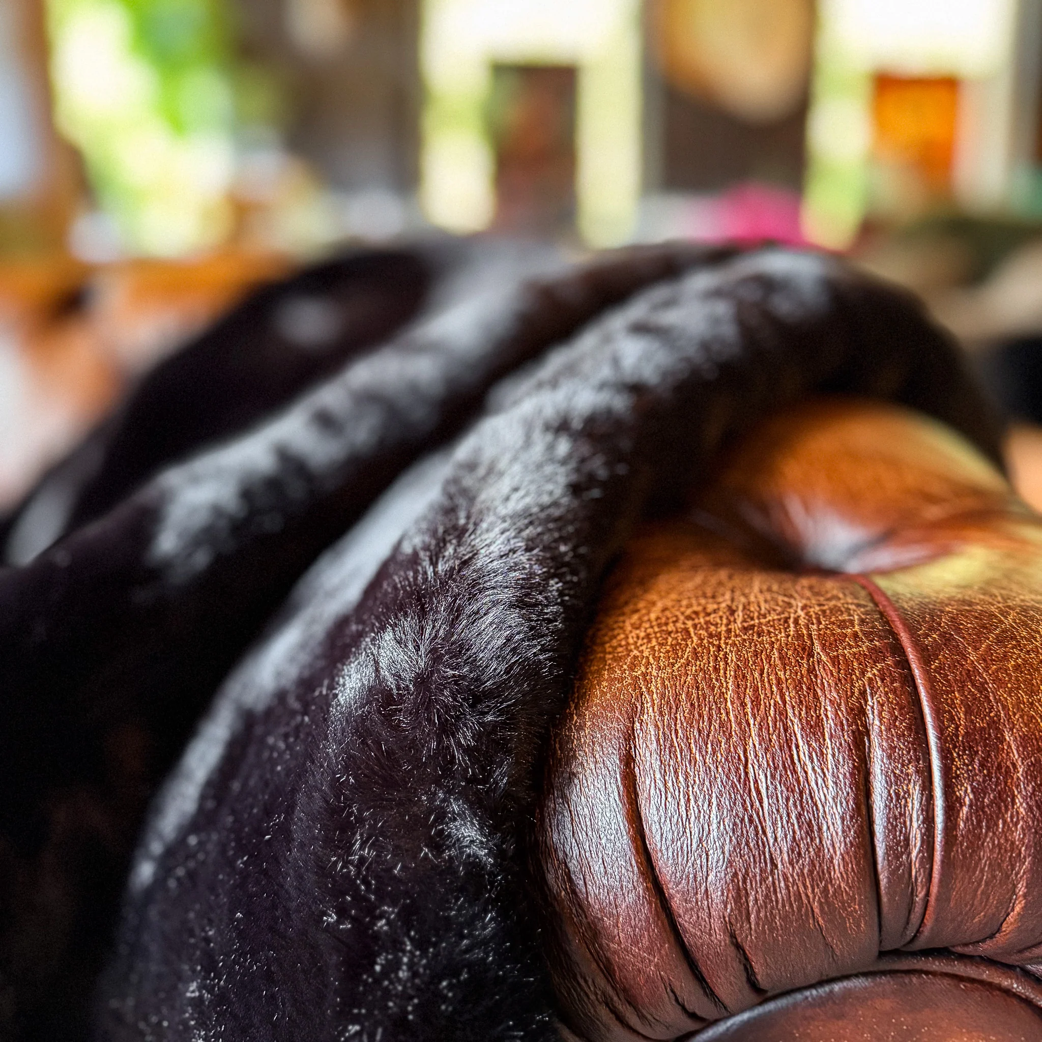 Throw Faux Fur in Jet Black - Clearance - Image 3